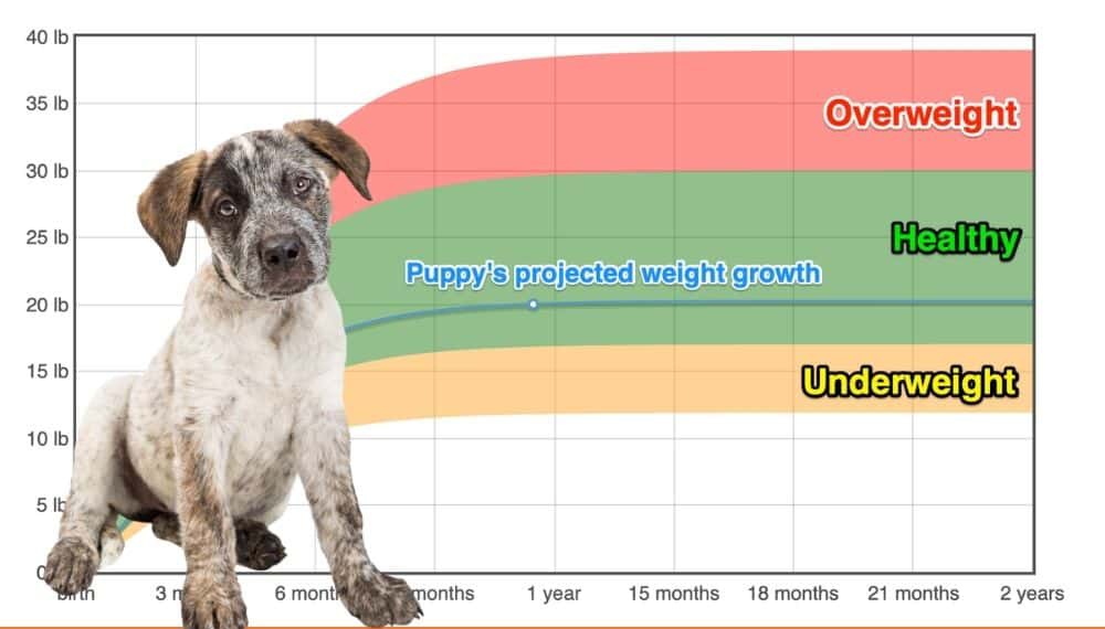 Blue heeler feeding outlet chart